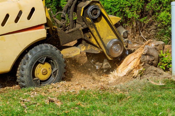 Ebensburg, PA Tree Services Company